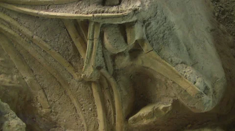 Mammoth bones in Waco Stock Footage 31246626