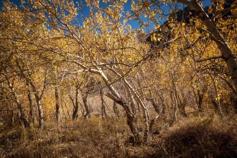 Mammoth CA Fall aspens Stock Photos