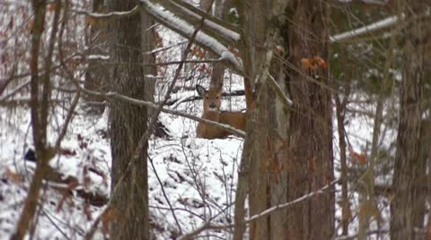 Mammoth Cave Deer Locked Down Stock-Footage 10608637