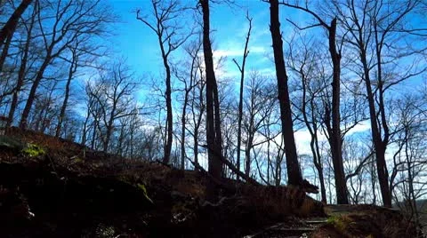 Mammoth Cave Forest Blue Sky Trail Stock-Footage 10713922