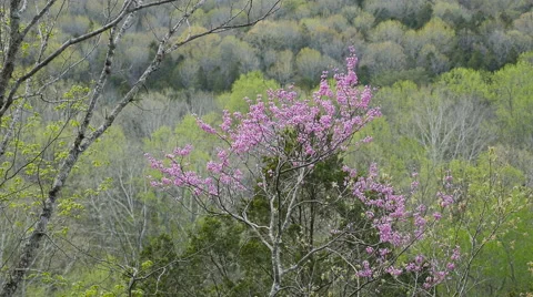 Mammoth Cave Spring Flowering Redbud Tree Stock-Footage 49108202