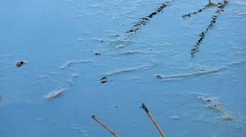 Mammoth Cave Water Bug 1 HD Video stock 10798253