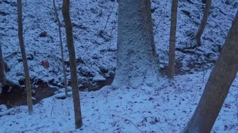 Mammoth Cave Winter Stream with Snow and Tree Video stock 10677899