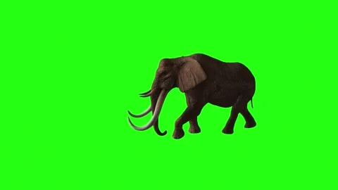 Mammoth elephant walking towards left on green screen. 3d green screen animation Stock-Footage 265149333