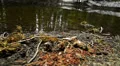 Mammoth Lakes LM26 Circular Dolly L Reflections Forest Sierra Nevada Mts Cali HD Footage