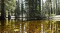 Mammoth Lakes LM28 Reflections Forest Sierra Nevada Mts California HD Footage