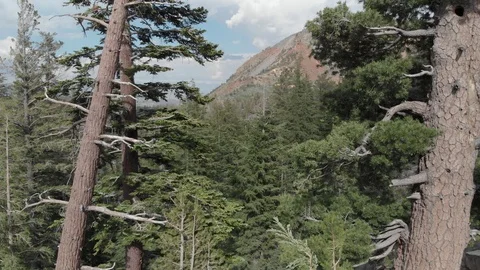 Mammoth Lakes Through Trees Stock Footage 98466405