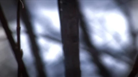 Mammoth mnts-twigs Stock Footage 1019973