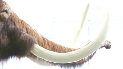 Mammoth model Stock Footage