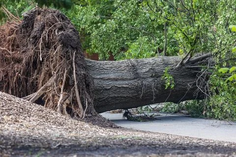 Mammoth old tree lays fallen in park after severe storm Stock-Fotos