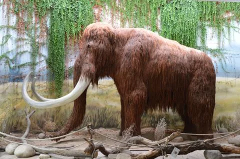 Mammoth Stock Photos