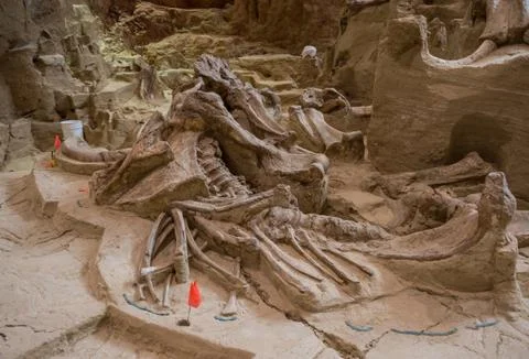 Mammoth Site Stock Photos