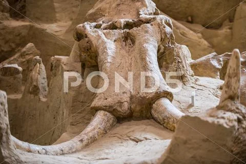 Mammoth Site Stock Photos