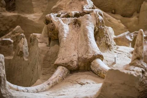 Mammoth Site Stock Photos