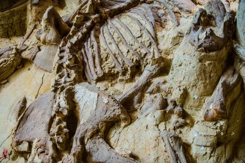 Mammoth Site Stock Photos