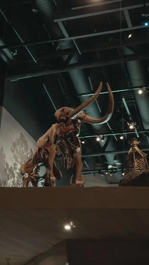 Mammoth Skeleton Display in Left to Right Glide Stock Footage 346883691