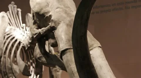 Mammoth Skeleton Stock Footage 10699716