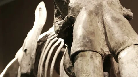Mammoth Skeleton 스톡 동영상 10711342