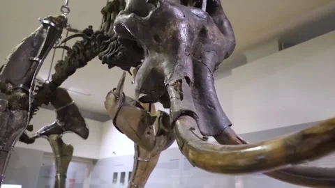 Mammoth skeleton in the museum. An extinct species of mammals of the genus Mammu Stock Footage 292775952