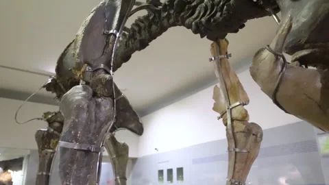 Mammoth skeleton in the museum. An extinct species of mammals of the genus Mammu Stock Footage 292775967