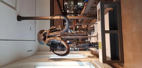 Mammoth skeleton in a museum Stock Photos