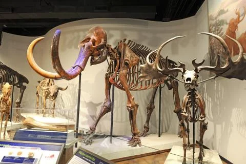 Mammoth Skeleton Stock Photos