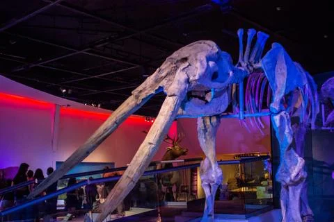 Mammoth skeleton Stock Photos