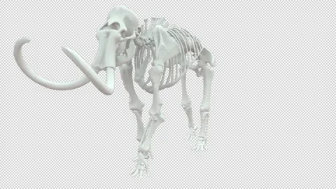 Mammoth skeleton rotation - 3d render loopend with alpha channel. Stock Footage 167608201