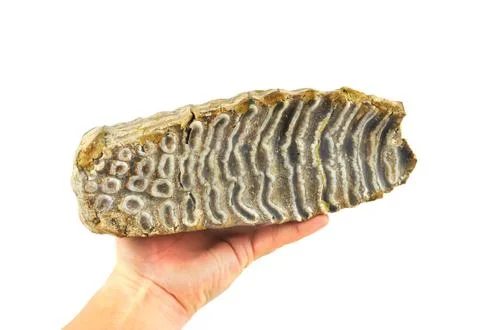 Mammoth tooth in the hand. Stock Photos