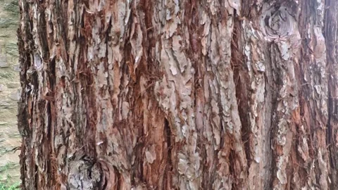 Mammoth tree with old flaky bark in detail Stock Footage 340518861