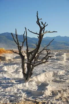 Mammoth tree Stock Photos