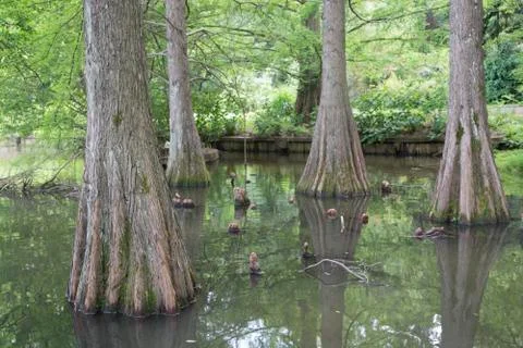 Mammoth tree Stock Photos