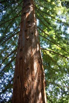 Mammoth tree Stock Photos