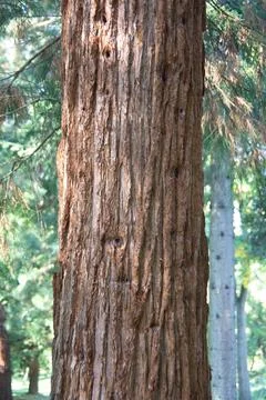Mammoth tree Stock Photos