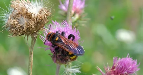 Mammoth wasp on the flowers Stock Footage 149427148
