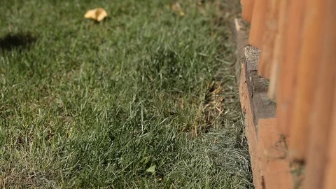 The mammoth wasp Stock Footage 80612793