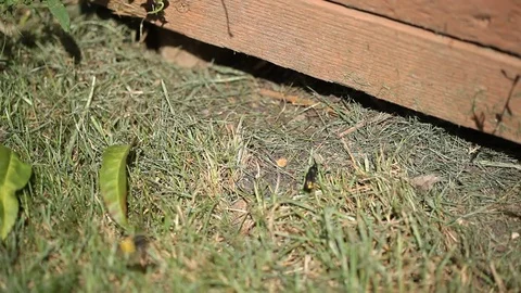 The mammoth wasp Stock Footage 80613811