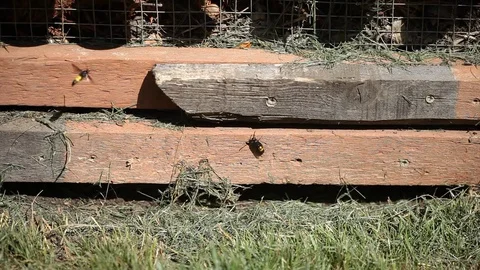 The mammoth wasp Stock Footage 80614674