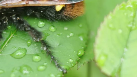 Mammoth Wasp Sitting On The Leaf After The Rain Stock Footage 135708829