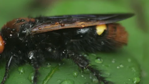 Mammoth Wasp Sitting On The Leaf Stock Footage 130771072