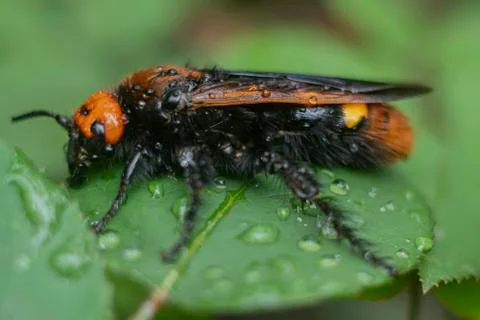 Mammoth Wasp Sitting On The Leaf Stock Photos
