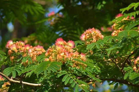 Mamosa Tree Bloom Stock Photos