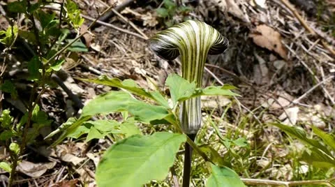 Mamushiso Stock Footage 11191073