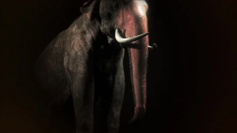 Mamut 3D Stock Footage 236286111