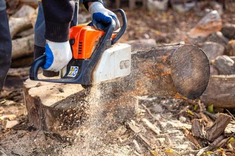 A man actively cuts a thick log with a chainsaw, raising a column of sawdust Stock Photos