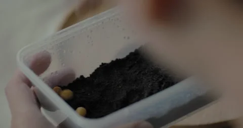Man add Peas into clear container filled with moist peat Stock Footage 240386224