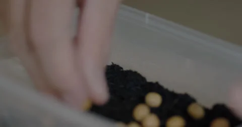 Man add Peas into clear container filled with moist peat Stock Footage 240386816