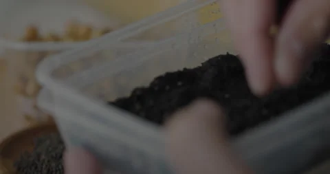 Man add Red Cabbage Seeds into clear container filled with moist peat Stock Footage 240386575