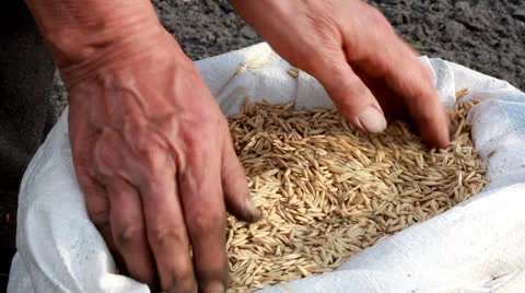 Man adding coarse sand to a heap with his hands. Video stock 23172858