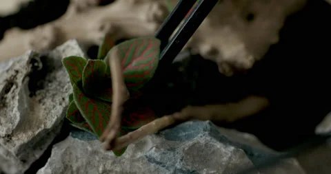 Man adding flower into clear glass container to shape terrarium Stock Footage 237658170